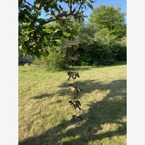 Uro med de 5 gangarter